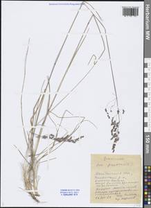 Poa pratensis L., Siberia, Chukotka & Kamchatka (S7) (Russia)