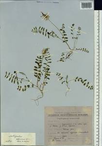 Astragalus alpinus L., Siberia, Chukotka & Kamchatka (S7) (Russia)