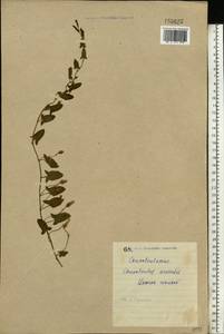 Convolvulus arvensis L., Eastern Europe, North Ukrainian region (E11) (Ukraine)