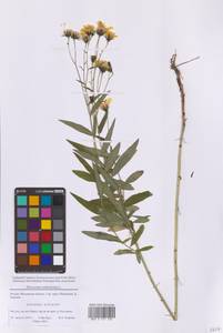 Hieracium umbellatum L., Eastern Europe, Moscow region (E4a) (Russia)