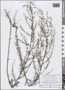 Artemisia scoparia Waldst. & Kit., Eastern Europe, Central forest-and-steppe region (E6) (Russia)