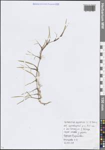 Catabrosa aquatica (L.) P.Beauv., Eastern Europe, Moscow region (E4a) (Russia)