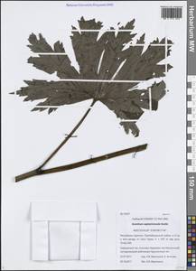Aconitum septentrionale Koelle, Siberia, Baikal & Transbaikal region (S4) (Russia)