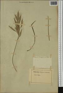 Bromus lanceolatus Roth, Western Europe (EUR) (Not classified)