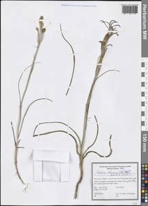 Ixiolirion tataricum (Pall.) Schult. & Schult.f., South Asia, South Asia (Asia outside ex-Soviet states and Mongolia) (ASIA) (Iran)