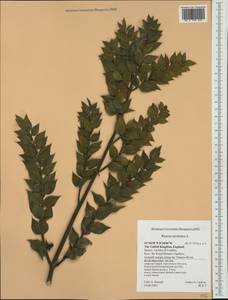 Ruscus aculeatus L., Western Europe (EUR) (United Kingdom)