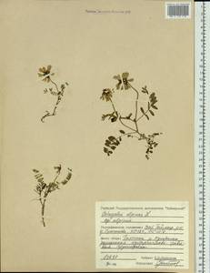 Astragalus alpinus L., Siberia, Central Siberia (S3) (Russia)
