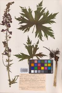 Aconitum septentrionale Koelle, Eastern Europe, Eastern region (E10) (Russia)
