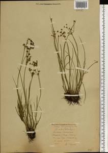 Juncus articulatus L., Eastern Europe, Central forest region (E5) (Russia)