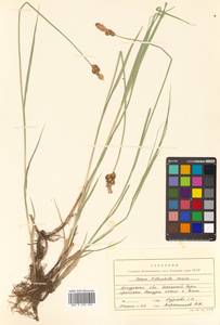 Carex lithophila Turcz., Siberia, Russian Far East (S6) (Russia)