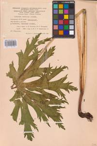 Aconitum septentrionale Koelle, Eastern Europe, Eastern region (E10) (Russia)