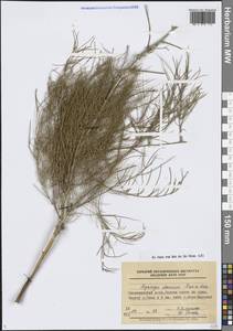 Asparagus dauricus Fisch. ex Link, Siberia, Baikal & Transbaikal region (S4) (Russia)