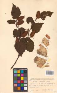 Betula pendula subsp. mandshurica (Regel) Ashburner & McAll., Siberia, Russian Far East (S6) (Russia)