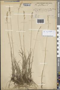 Poa angustifolia L., Eastern Europe, Rostov Oblast (E12a) (Russia)