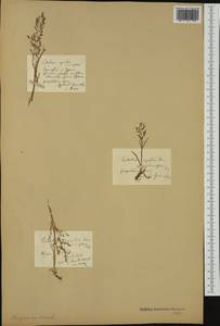 Catabrosa aquatica (L.) P.Beauv., America (AMER) (United States)