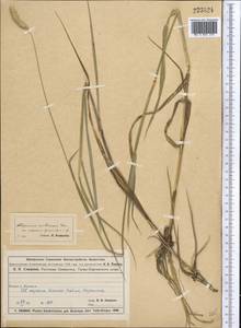 Alopecurus arundinaceus Poir., Middle Asia, Muyunkumy, Balkhash & Betpak-Dala (M9) (Kazakhstan)