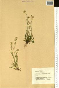 Erigeron lonchophyllus Hook., Siberia, Altai & Sayany Mountains (S2) (Russia)