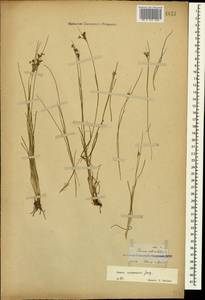 Juncus compressus Jacq., Caucasus, Georgia (K4) (Georgia)