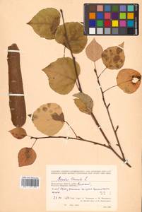 Populus tremula L., Siberia, Chukotka & Kamchatka (S7) (Russia)