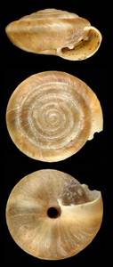 paedhoplita_lindholmi_syntype, (Kazakhstan)
