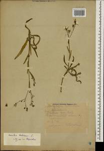 Lactuca tatarica (L.) C. A. Mey., Caucasus, Dagestan (K2) (Russia)