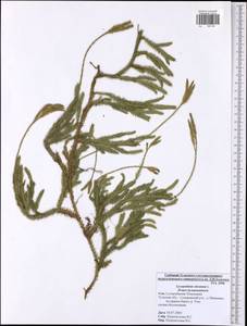 Lycopodium clavatum L., Eastern Europe, Central region (E4) (Russia)