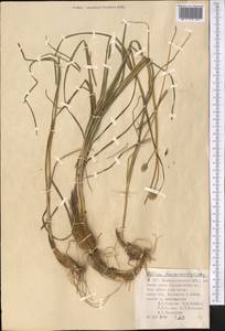 Allium barsczewskii Lipsky, Middle Asia, Pamir & Pamiro-Alai (M2) (Uzbekistan)
