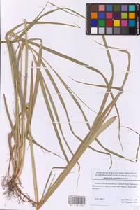 Alopecurus arundinaceus Poir., Eastern Europe, Moscow region (E4a) (Russia)