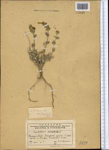 Scutellaria adenostegia Briq., Middle Asia, Pamir & Pamiro-Alai (M2) (Uzbekistan)
