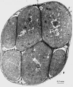 Делящиеся клетки Chlorogloeopsis fritschii ATCC 27193, объединённые общим чехлом, на стадии интенсивного роста культуры в оптимальных условиях на свету ( рисунок предоставлен Баулиной О.И.), (India)