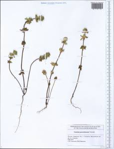 Lamium amplexicaule var. orientale (Pacz.) Mennema, Eastern Europe, Middle Volga region (E8) (Russia)