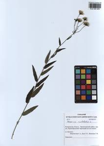 Hieracium umbellatum L., Siberia, Altai & Sayany Mountains (S2) (Russia)
