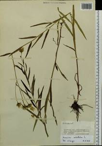 Hieracium umbellatum L., Siberia, Baikal & Transbaikal region (S4) (Russia)