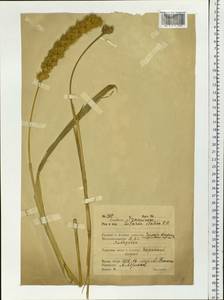 Setaria italica (L.) P.Beauv., Siberia, Russian Far East (S6) (Russia)