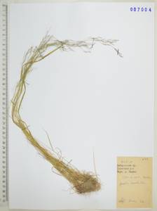 Agrostis clavata Trin., Siberia, Russian Far East (S6) (Russia)