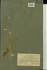 Agrostis clavata Trin., Siberia, Altai & Sayany Mountains (S2) (Russia)