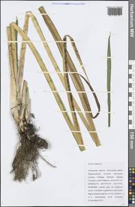 Acorus calamus L., Siberia, Western Siberia (S1) (Russia)