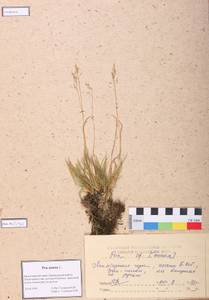 Poa annua L., Siberia, Altai & Sayany Mountains (S2) (Russia)