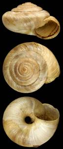 cathaica_tienschanica_syntype_14410, Namangan Region (Uzbekistan)