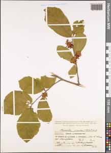 Parrotia persica (DC.) C. A. Mey., Caucasus, Azerbaijan (K6) (Azerbaijan)