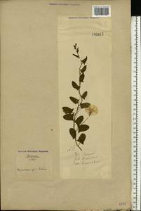Convolvulus arvensis L., Eastern Europe, North Ukrainian region (E11) (Ukraine)