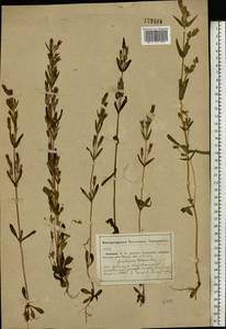 Gentianella amarella var. lingulata (C. Agardh) T. Karlsson, Eastern Europe, Middle Volga region (E8) (Russia)