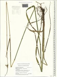 Alopecurus arundinaceus Poir., Crimea (KRYM) (Russia)