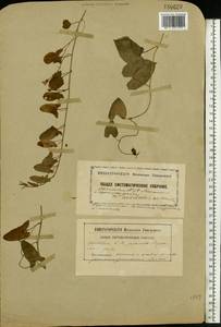 Convolvulus arvensis L., Eastern Europe, South Ukrainian region (E12) (Ukraine)