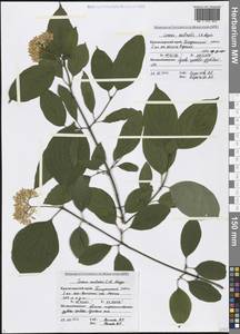 Cornus sanguinea subsp. australis (C.A.Mey.) Jáv., Caucasus, Black Sea Shore (from Novorossiysk to Adler) (K3) (Russia)