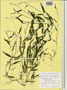 Microstegium vimineum (Trin.) A.Camus, Caucasus, Black Sea Shore (from Novorossiysk to Adler) (K3) (Russia)