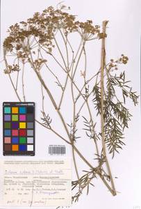 Silaum silaus (L.) Schinz & Thell., Eastern Europe, Eastern region (E10) (Russia)