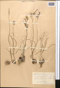 Ixiolirion tataricum (Pall.) Schult. & Schult.f., Middle Asia, Western Tian Shan & Karatau (M3) (Kyrgyzstan)
