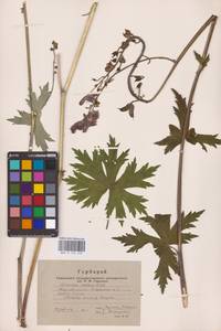 Aconitum septentrionale Koelle, Eastern Europe, Eastern region (E10) (Russia)