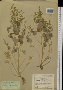 Atriplex sibirica L., Siberia, Baikal & Transbaikal region (S4) (Russia)